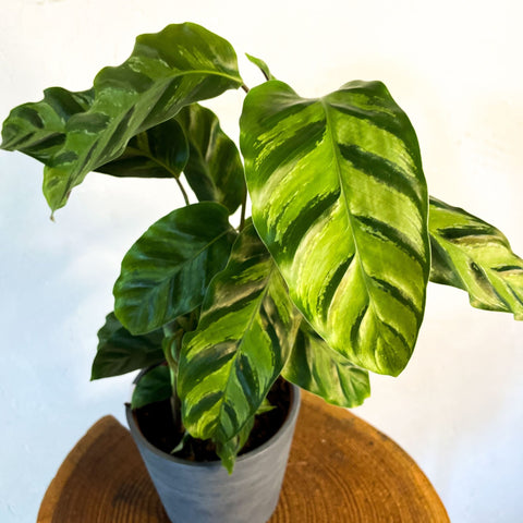 Calathea / Ctenanthe - Sprouts of Bristol