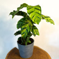 Calathea / Ctenanthe - Sprouts of Bristol