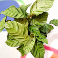 Calathea lietzei 'Greenstar' - Sprouts of Bristol