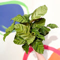Calathea lietzei 'Greenstar' - Sprouts of Bristol