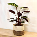 Calathea mysty - Sprouts of Bristol