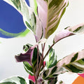 Calathea 'White Fusion' - Calathea lietzei - Sprouts of Bristol