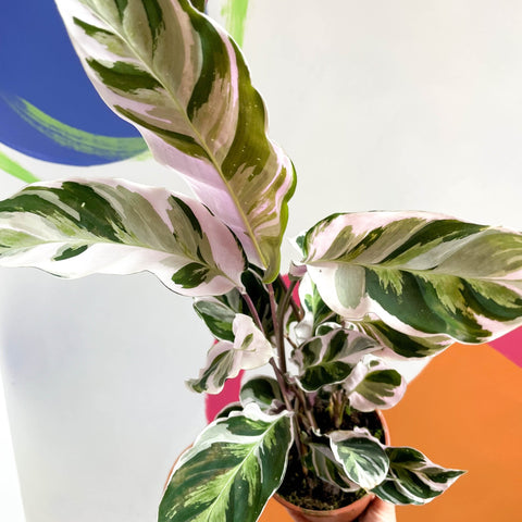 Calathea 'White Fusion' - Calathea lietzei - Sprouts of Bristol