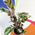 Calathea 'White Fusion' - Calathea lietzei - Sprouts of Bristol