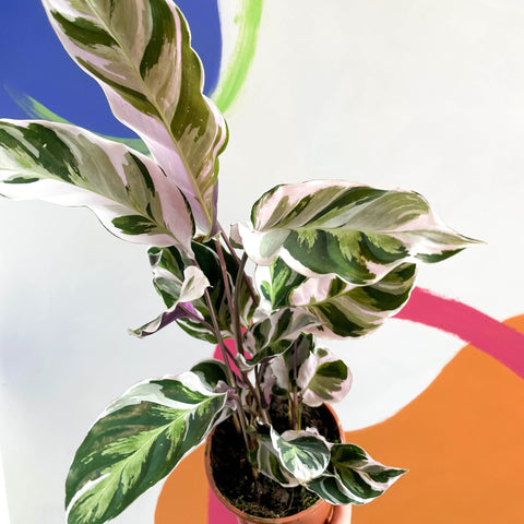 Calathea 'White Fusion' - Calathea lietzei - Sprouts of Bristol