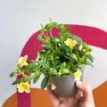 Calibrachoa 'Can Can Double Lemon' - UK Grown - Sprouts of Bristol