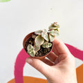 Calico Kitten - Crassula marginalis - Sprouts of Bristol