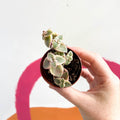 Calico Kitten - Crassula marginalis - Sprouts of Bristol