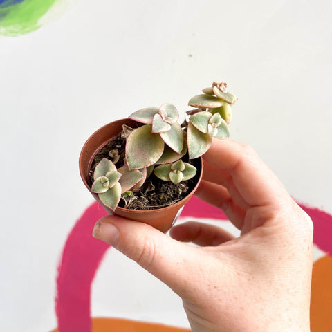 Calico Kitten - Crassula marginalis - Sprouts of Bristol