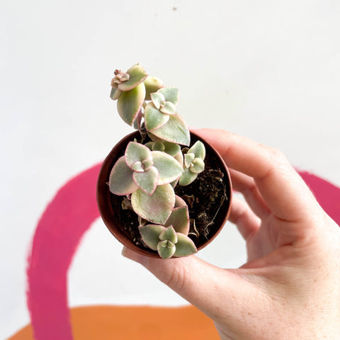 Calico Kitten - Crassula marginalis - Sprouts of Bristol