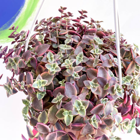 Calico Kitten - Crassula marginalis rubra variegata - Sprouts of Bristol