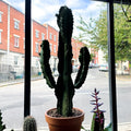 Candelabra Cactus - Euphorbia ingens - Sprouts of Bristol