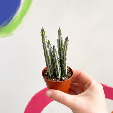 Candle Plant - Stapelia stapeliiformis - Sprouts of Bristol
