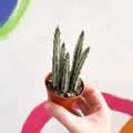 Candle Plant - Stapelia stapeliiformis - Sprouts of Bristol