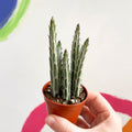 Candle Plant - Stapelia stapeliiformis - Sprouts of Bristol