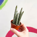 Candle Plant - Stapelia stapeliiformis - Sprouts of Bristol
