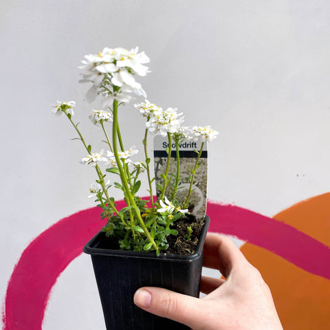 Candytuft - Iberis sempervirens ‘Snowdrift’ - British Grown Evergreen Perennial Alpine - Sprouts of Bristol