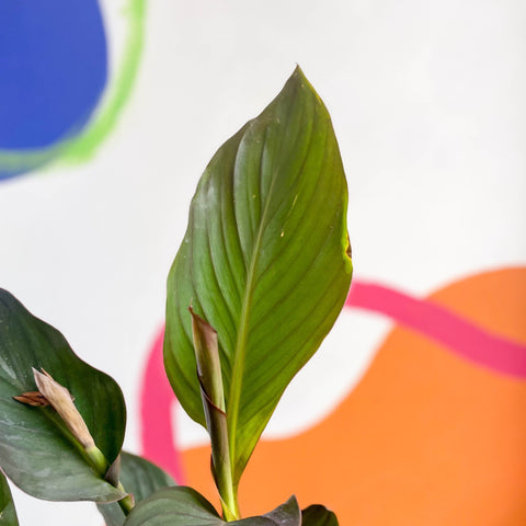 Canna Lily - Canna generalis 'Pacific Beauty' - Sprouts of Bristol