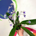 Cape Primose - Streptocarpus 'Crystal Ice' - Welsh Grown - Sprouts of Bristol