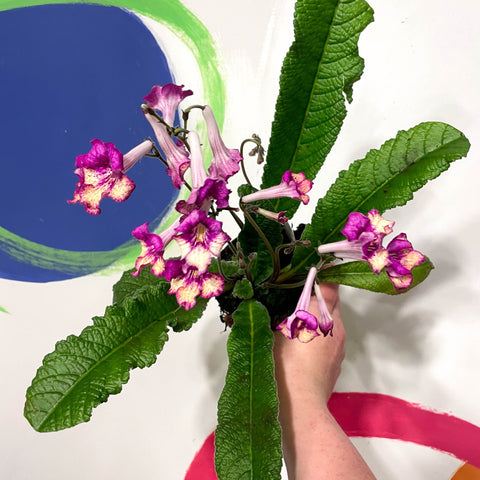 Cape Primose - Streptocarpus 'Gold Rose' - Welsh Grown - Sprouts of Bristol