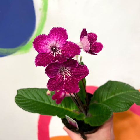 Cape Primrose - Streptocarpus 'Alana' - Welsh Grown - Sprouts of Bristol