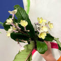 Cape Primrose - Streptocarpus 'Alissa' - Welsh Grown - Sprouts of Bristol