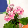 Cape Primrose - Streptocarpus 'Bella' - Welsh Grown - Sprouts of Bristol