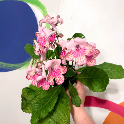 Cape Primrose - Streptocarpus 'Bella' - Welsh Grown - Sprouts of Bristol
