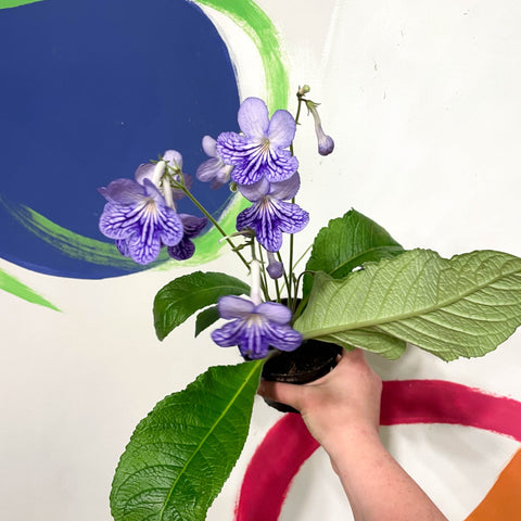 Cape Primrose - Streptocarpus 'Bethan' - Welsh Grown - Sprouts of Bristol