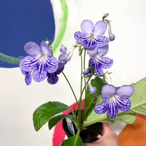 Cape Primrose - Streptocarpus 'Bethan' - Welsh Grown - Sprouts of Bristol