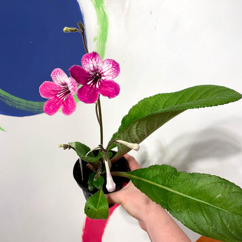 Cape Primrose - Streptocarpus 'Celebration' - Welsh Grown - Sprouts of Bristol