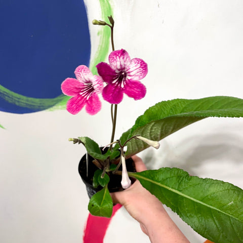 Cape Primrose - Streptocarpus 'Celebration' - Welsh Grown - Sprouts of Bristol