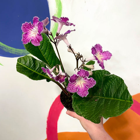 Cape Primrose - Streptocarpus 'Faith' - Welsh Grown - Sprouts of Bristol