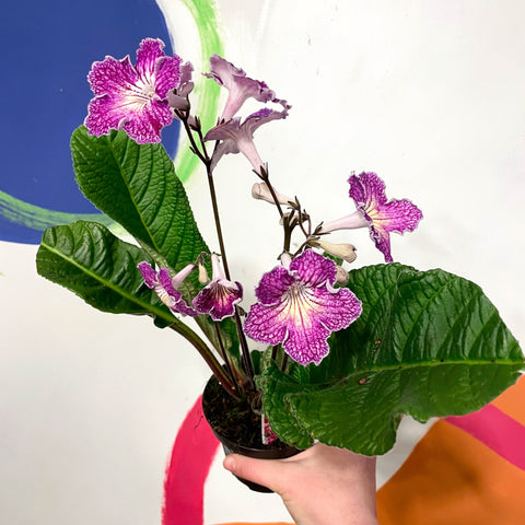 Cape Primrose - Streptocarpus 'Faith' - Welsh Grown - Sprouts of Bristol