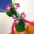 Cape Primrose - Streptocarpus 'Faith' - Welsh Grown - Sprouts of Bristol