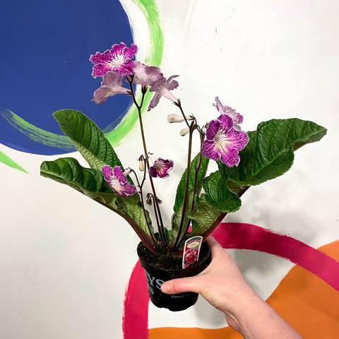 Cape Primrose - Streptocarpus 'Faith' - Welsh Grown - Sprouts of Bristol