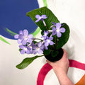 Cape Primrose - Streptocarpus 'Falling Stars' - Welsh Grown - Sprouts of Bristol