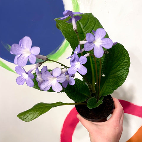 Cape Primrose - Streptocarpus 'Falling Stars' - Welsh Grown - Sprouts of Bristol