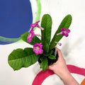 Cape Primrose - Streptocarpus 'Harriet' - Welsh Grown - Sprouts of Bristol