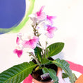 Cape Primrose - Streptocarpus 'Pink Leyla' - Welsh Grown - Sprouts of Bristol