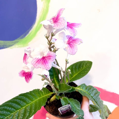 Cape Primrose - Streptocarpus 'Pink Leyla' - Welsh Grown - Sprouts of Bristol