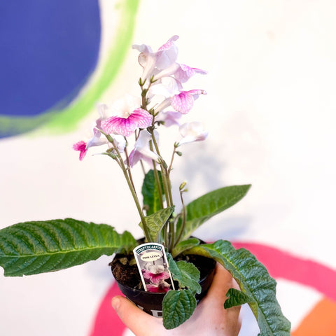 Cape Primrose - Streptocarpus 'Pink Leyla' - Welsh Grown - Sprouts of Bristol