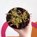 Cape Sundew - Drosera capensis - Sprouts of Bristol