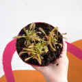 Cape Sundew - Drosera capensis - Sprouts of Bristol