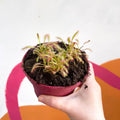 Cape Sundew - Drosera capensis - Sprouts of Bristol