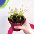 Cape Sundew - Drosera capensis 'Alba' - Sprouts of Bristol
