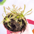 Cape Sundew - Drosera capensis 'Alba' - Sprouts of Bristol