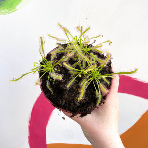 Cape Sundew - Drosera capensis 'Alba' - Sprouts of Bristol