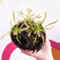 Cape Sundew - Drosera capensis 'Alba' - Sprouts of Bristol