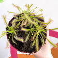 Cape Sundew - Drosera capensis 'Alba' - Sprouts of Bristol
